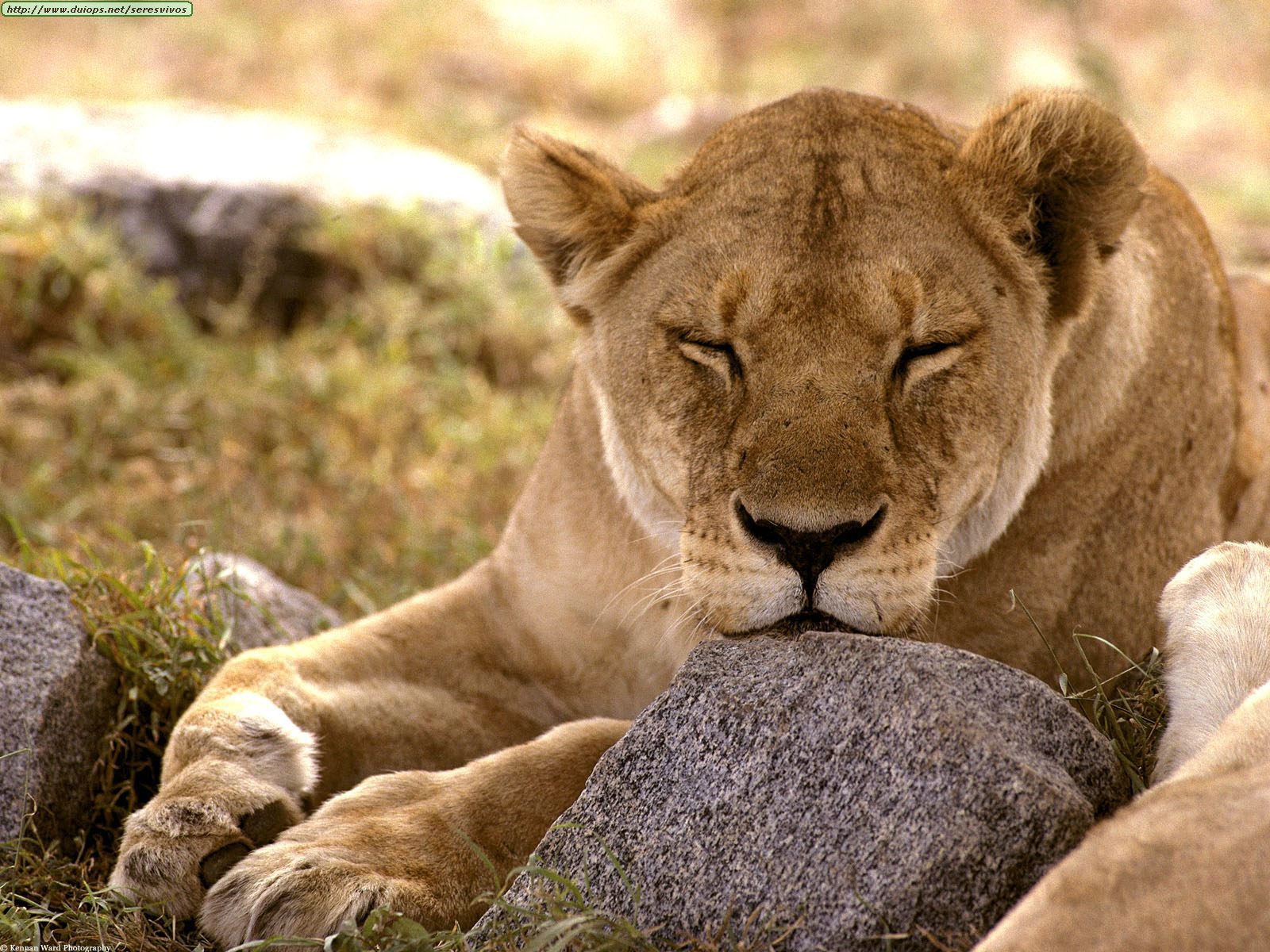 Fotos de leones (I)